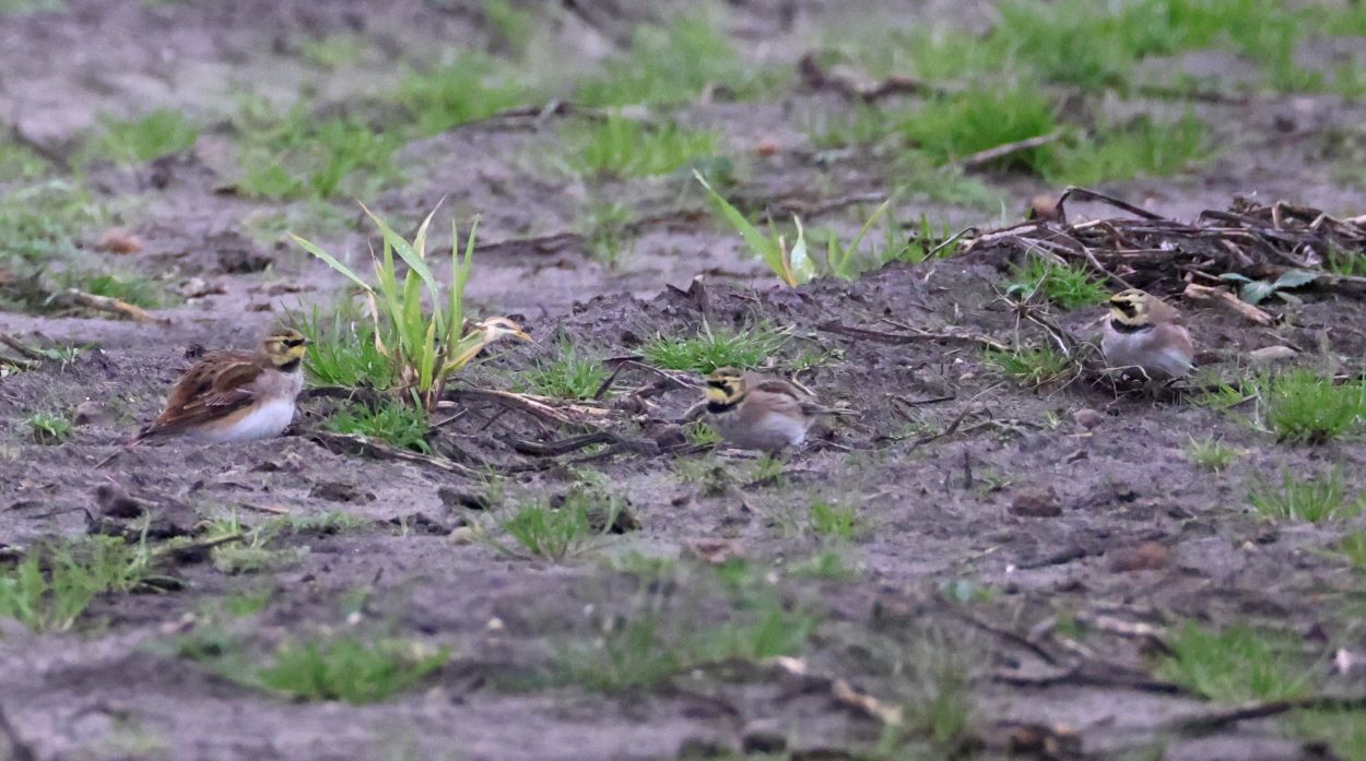 Bjerglrke SkjernEnge 20251125 BjarneAmstrup